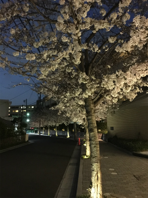 夜桜